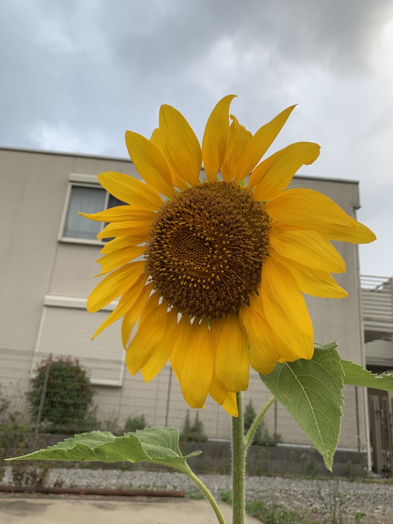 アルママ