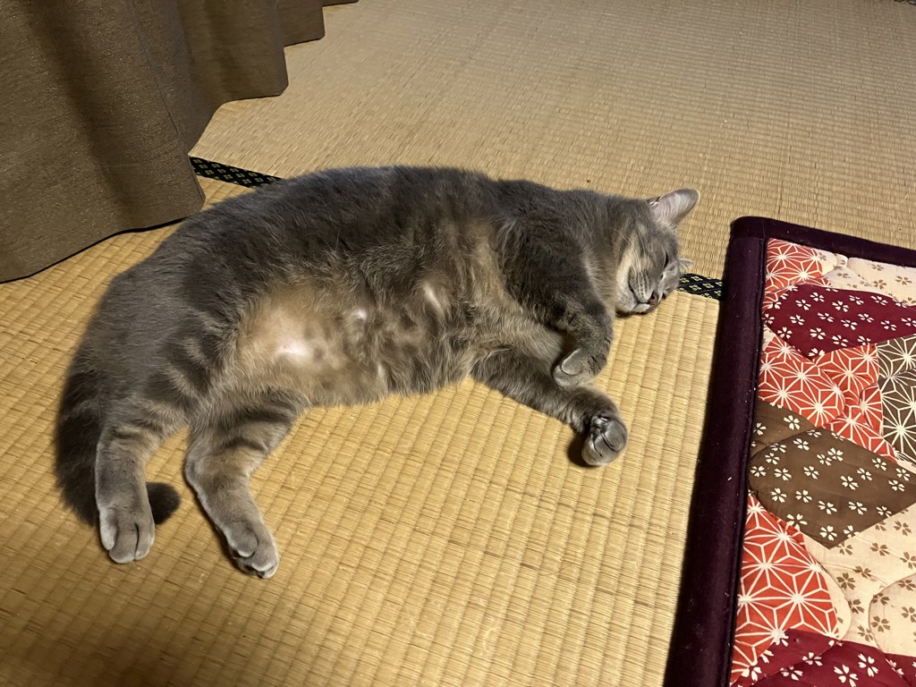 ミミ