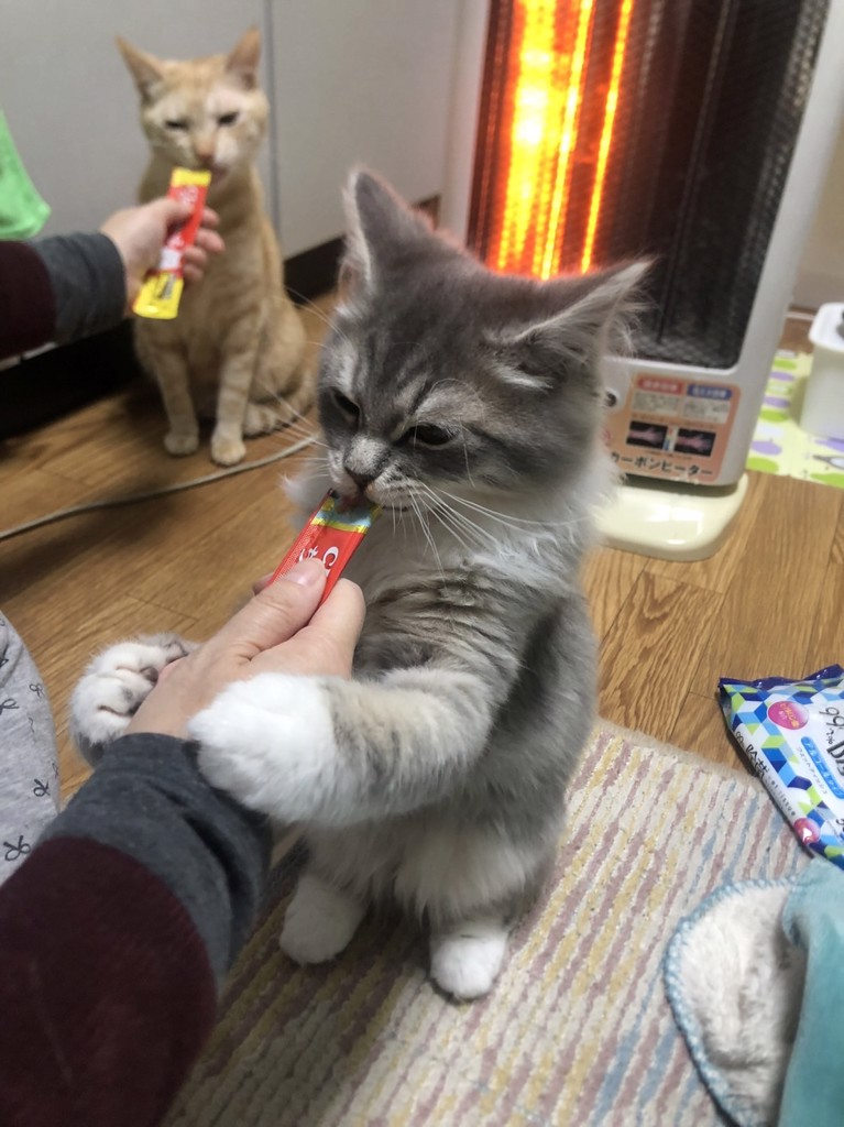 ちゃちゃとルルのママ