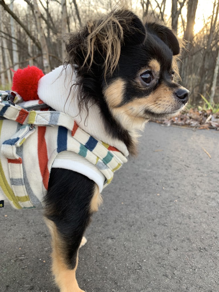 ペロ