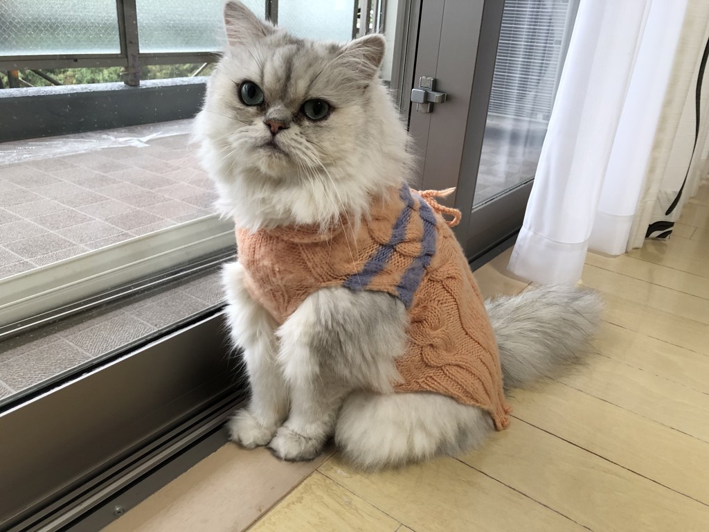 ちびた