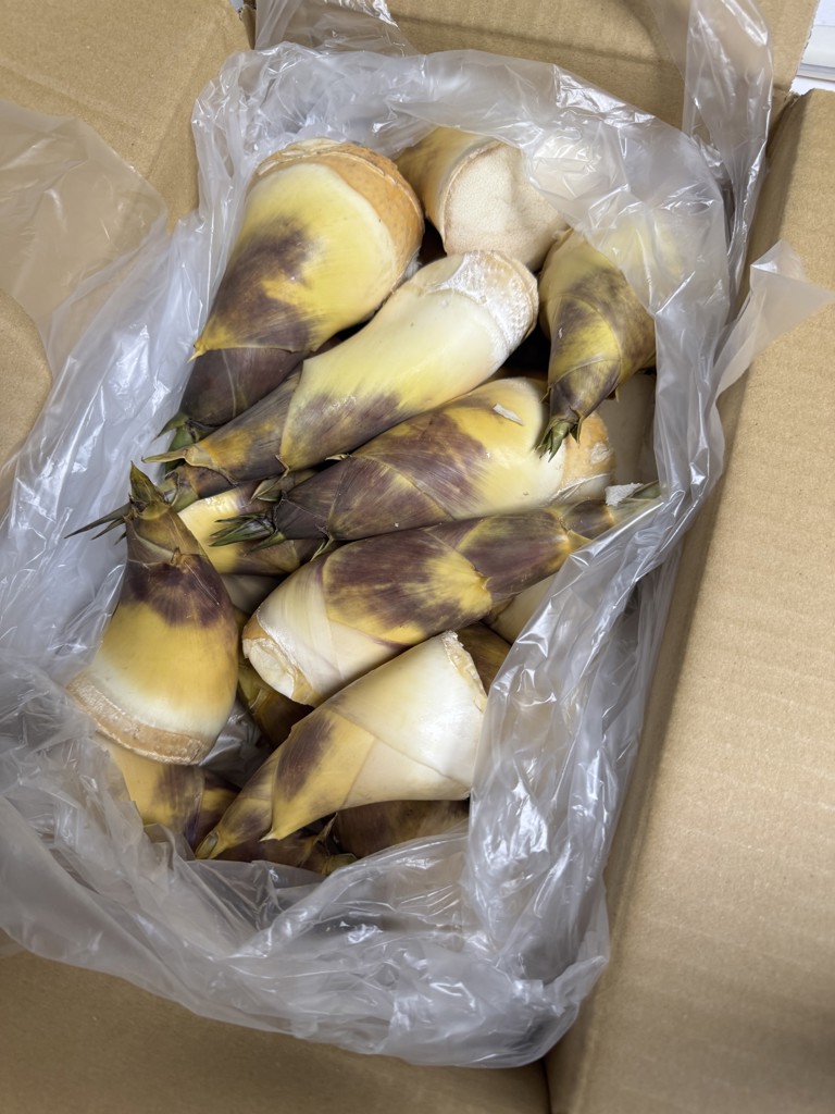 夏が旬のタケノコ】緑竹たけのこ 4kg: JA鹿児島県経済連