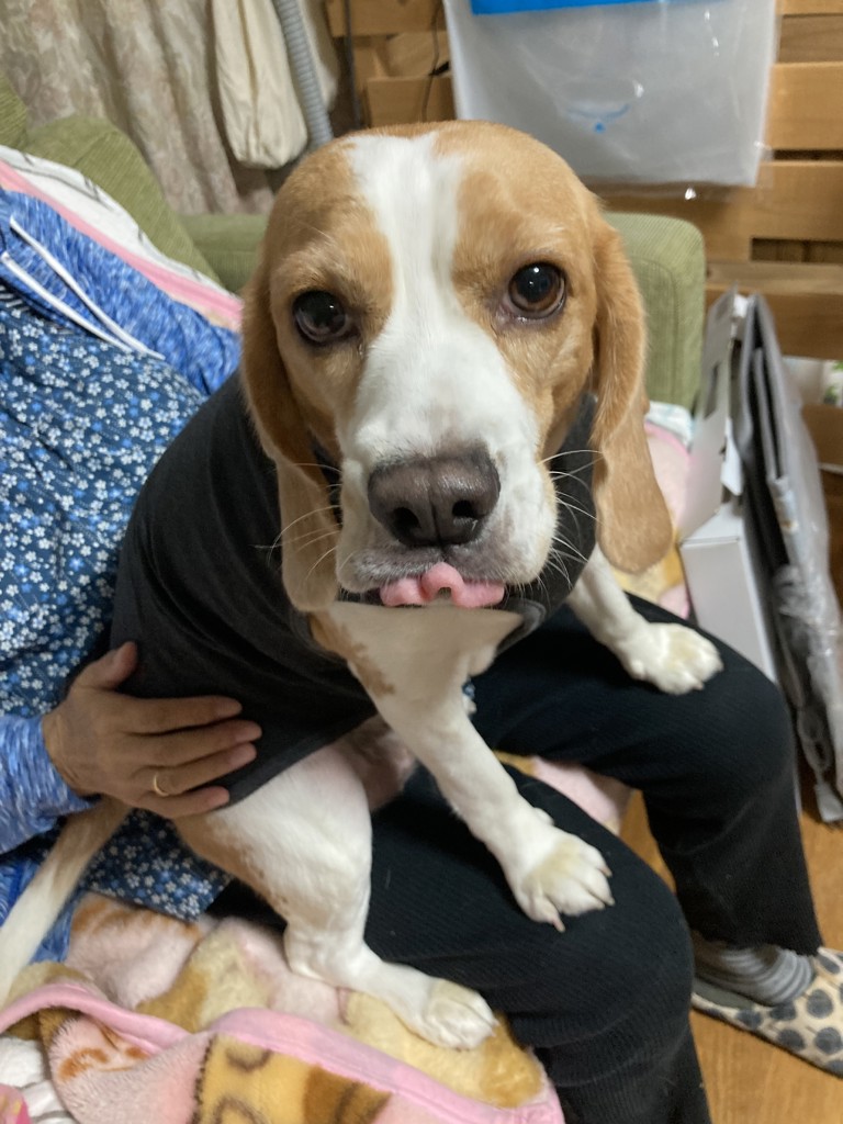 薬用 リフレッシュ シャンプー カエ: シリーズから探す / ナリス