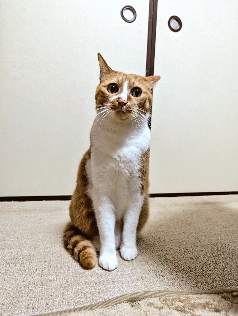 おぷぬ