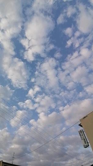 しまねこ