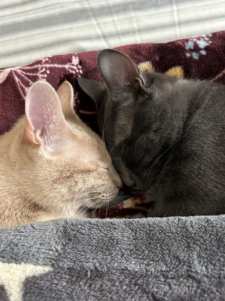 パンテス
