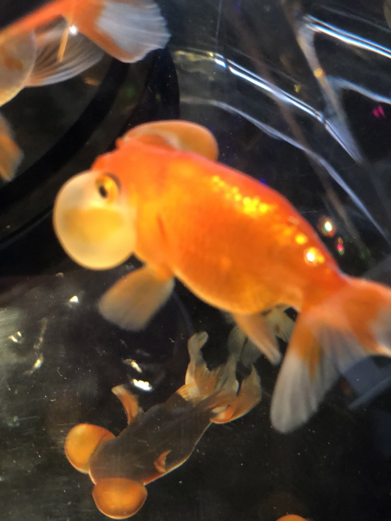 シラウオっぽい手