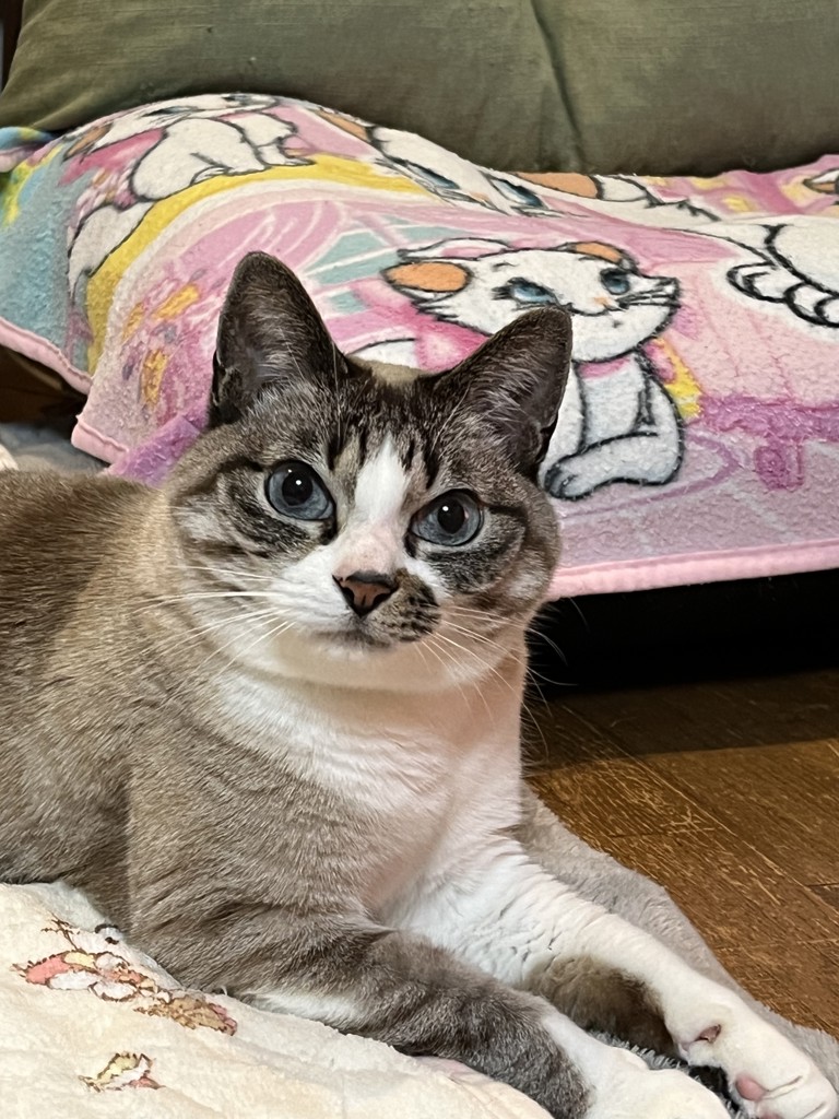 かおちゃん