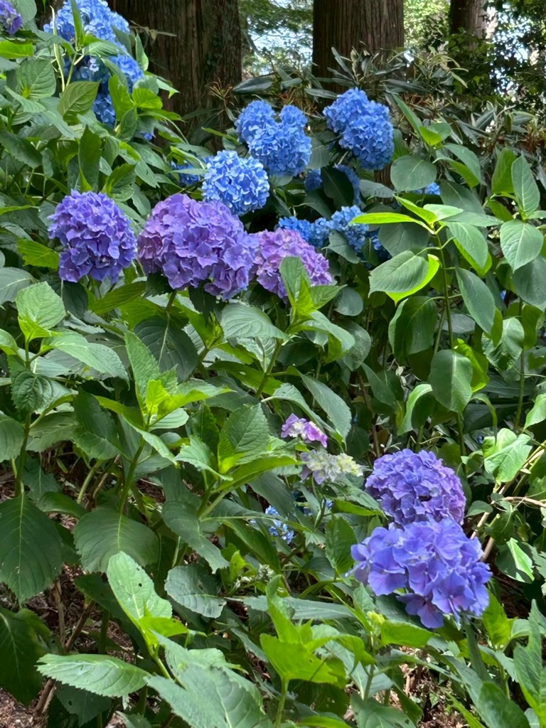 2026福袋】SUKALA ラインフラワー/サックスブルー(S・M・Lサイズ