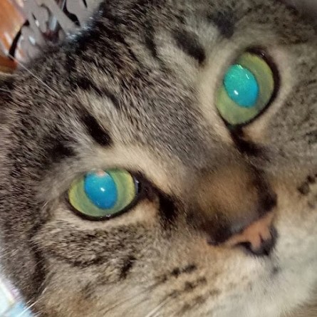 うめ