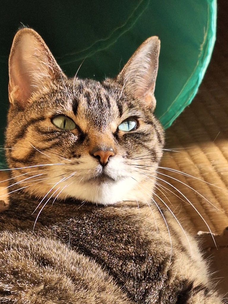 ボナ