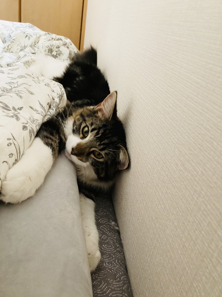 コハくん