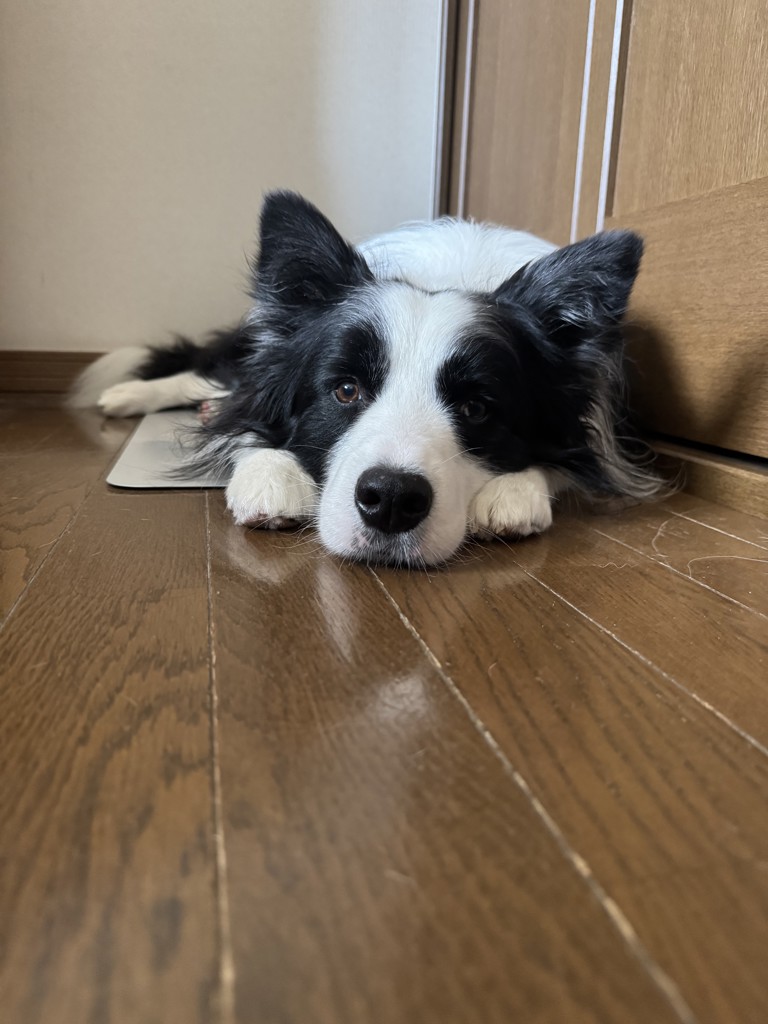 ケントママ