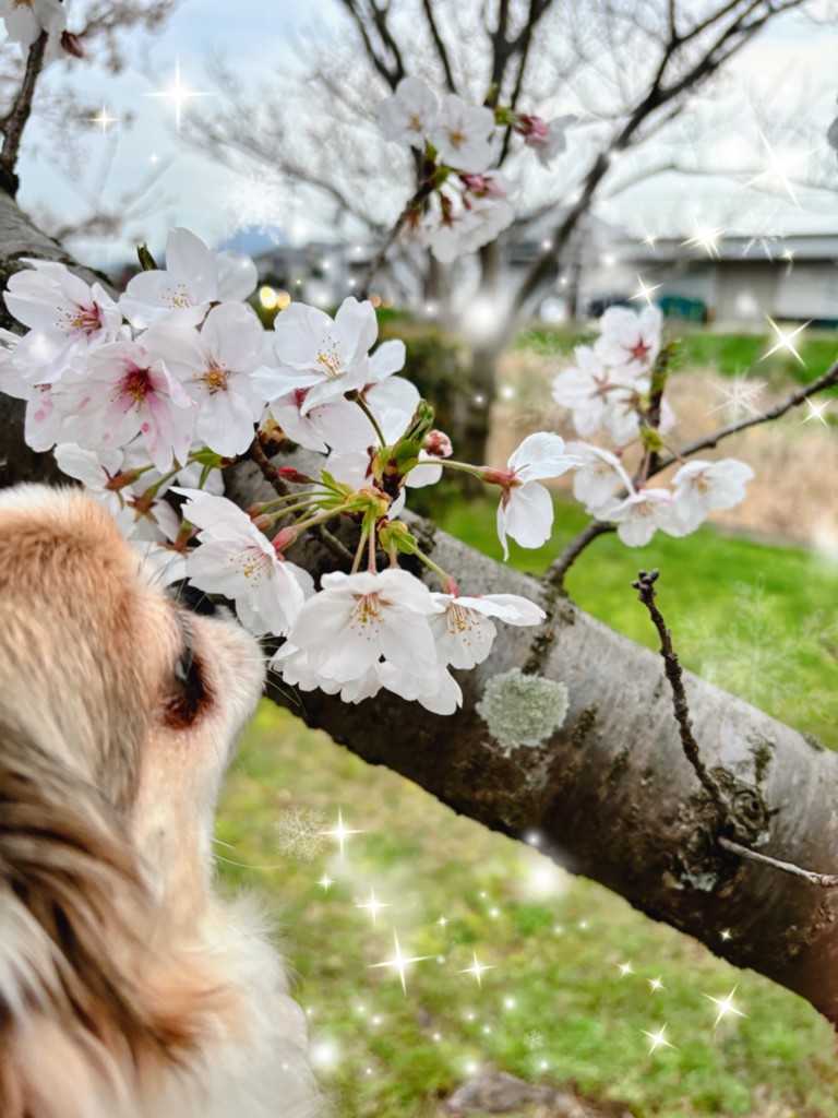 桜杏