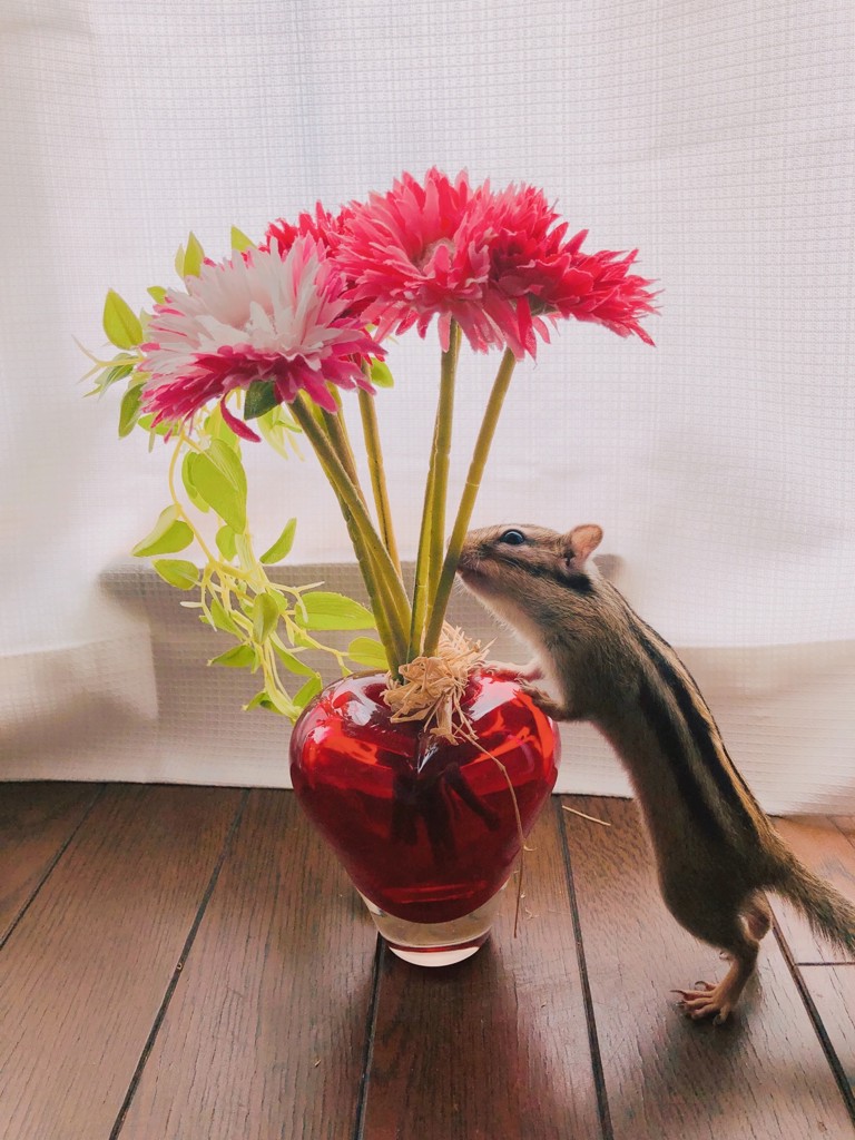 いっちゃん