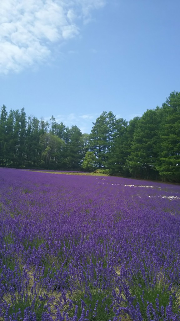 ヒデコ