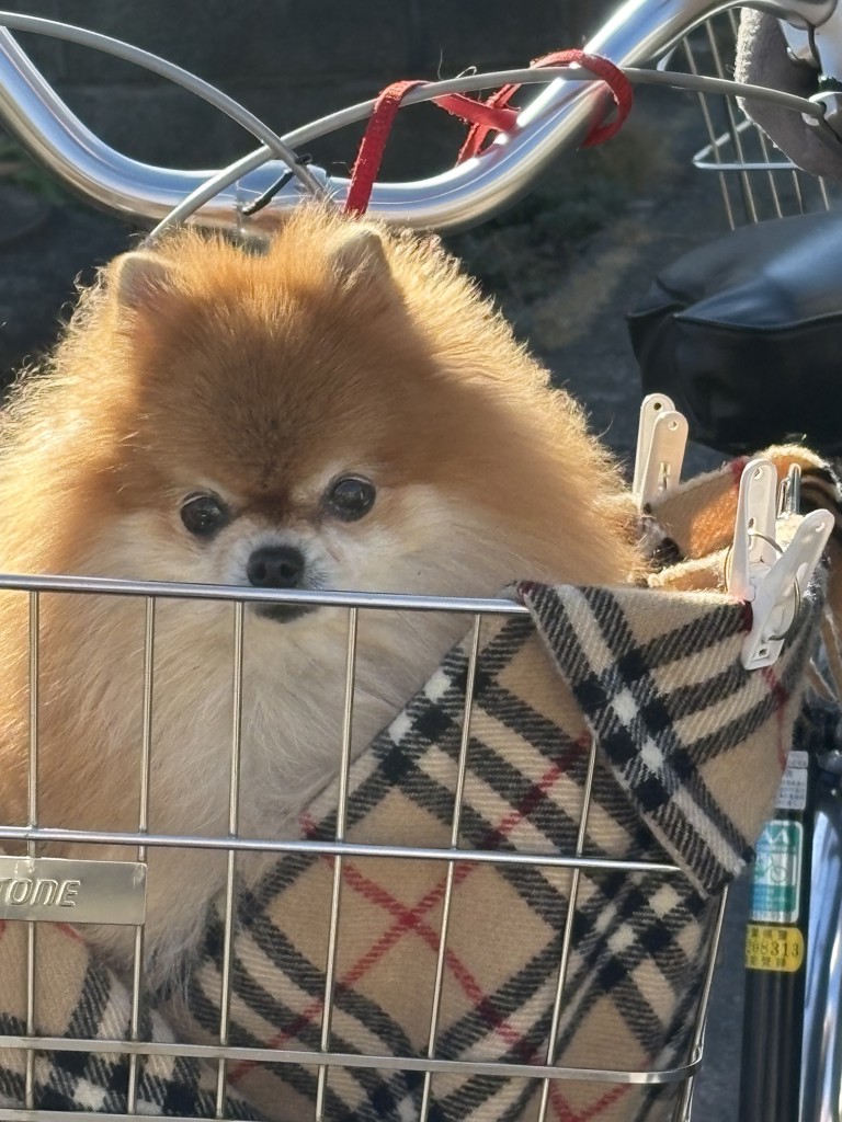 くみちゃん