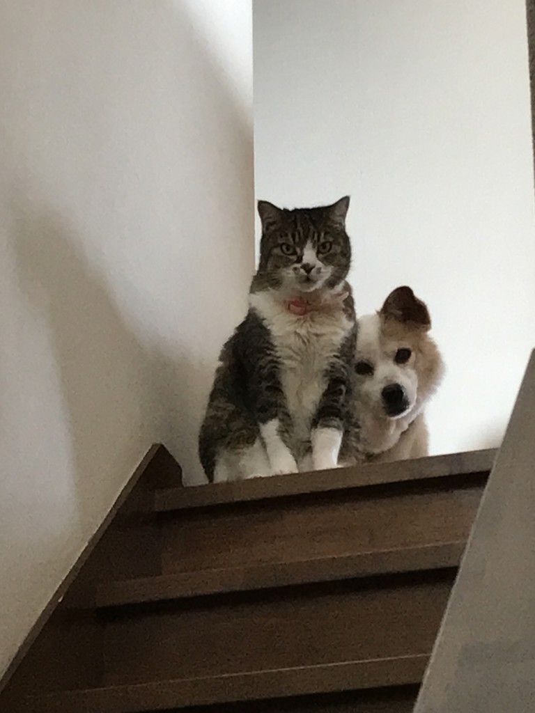 ミャビイ