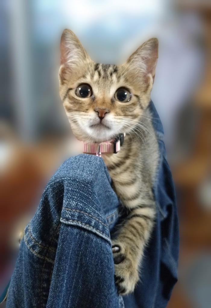 SUKALA✴︎シャインストレッチアシンメトリーチュニック ハッカンスティック3本 SUKALA】シャインストレッチアシンメトリーチュニック(XS・S・M