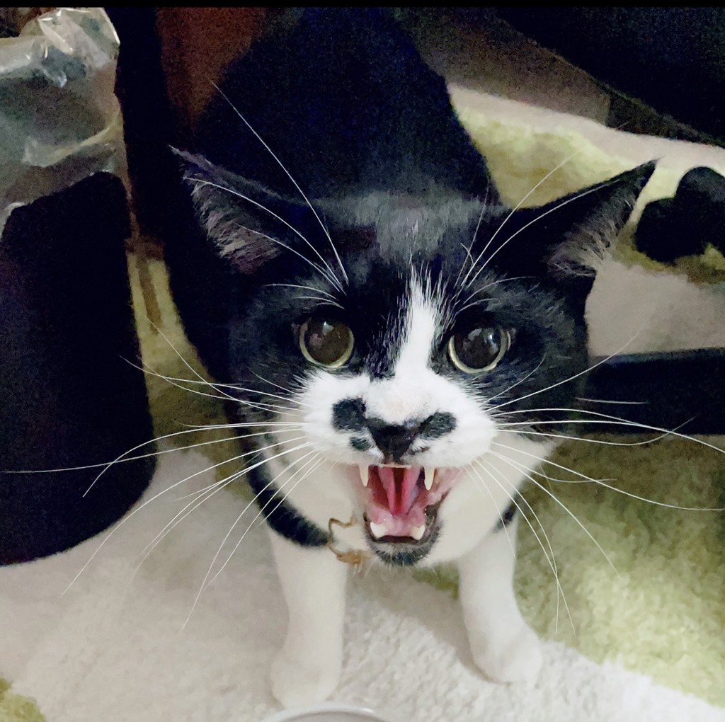 ニャンコ先生