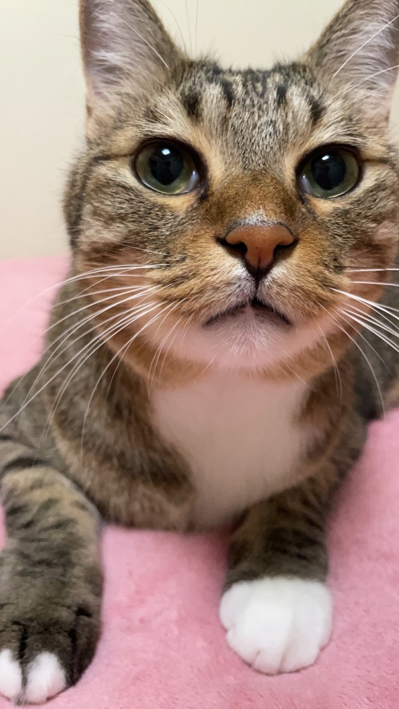 あっこたん