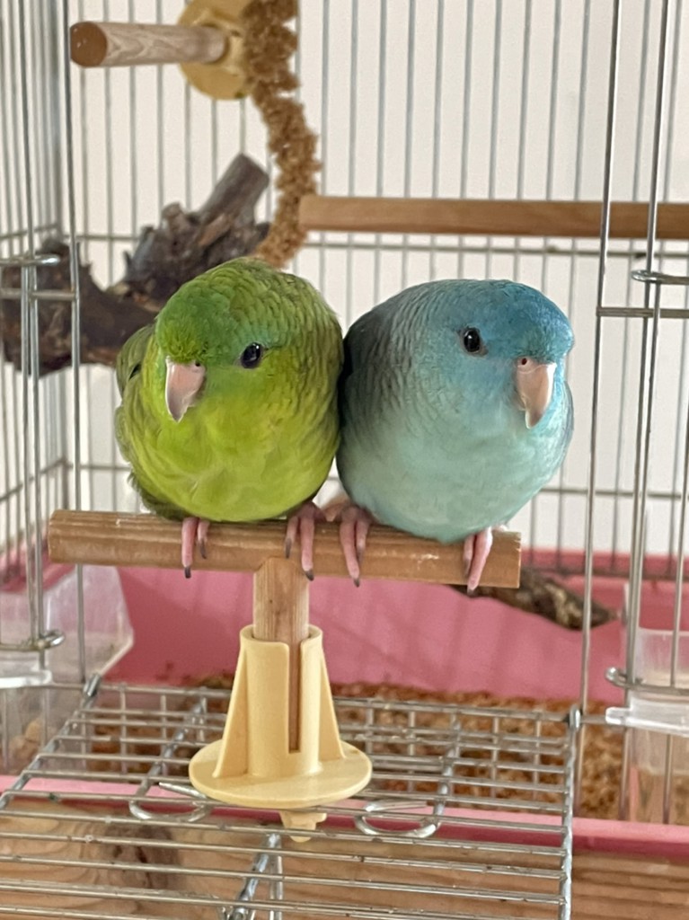せいなつそら