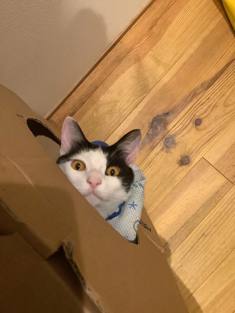 ちゃこ