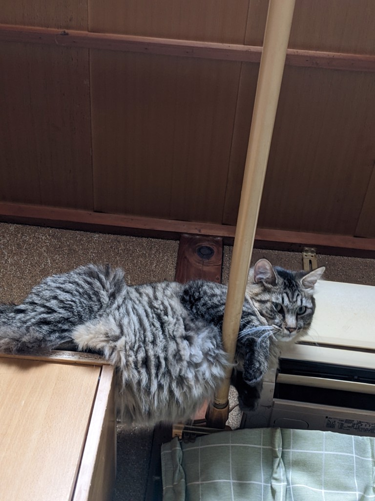 風と猫