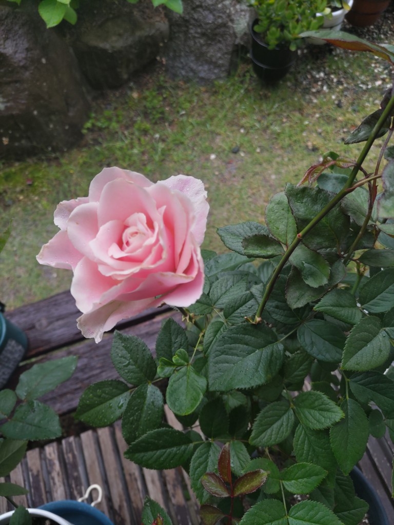 マド
