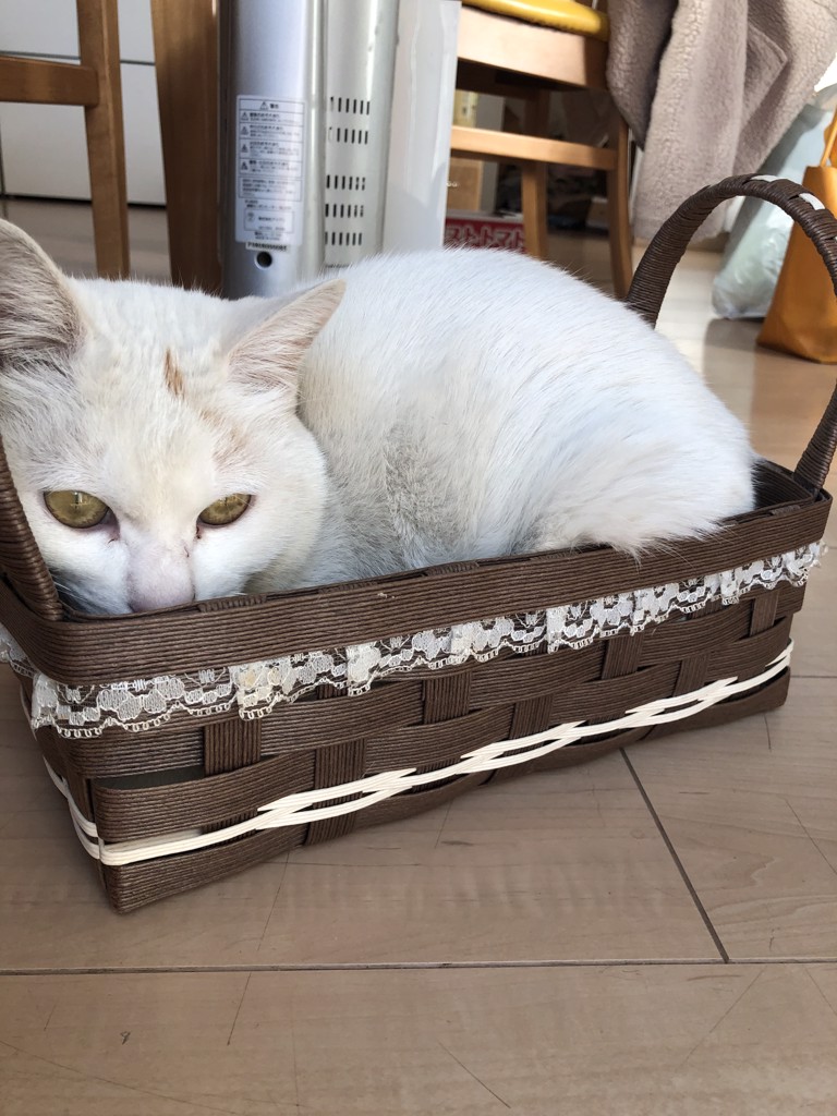 めぐりん