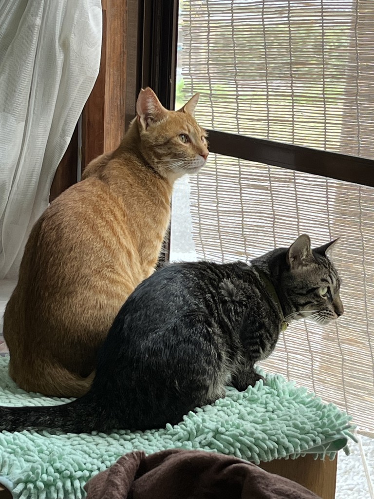 ショコラ