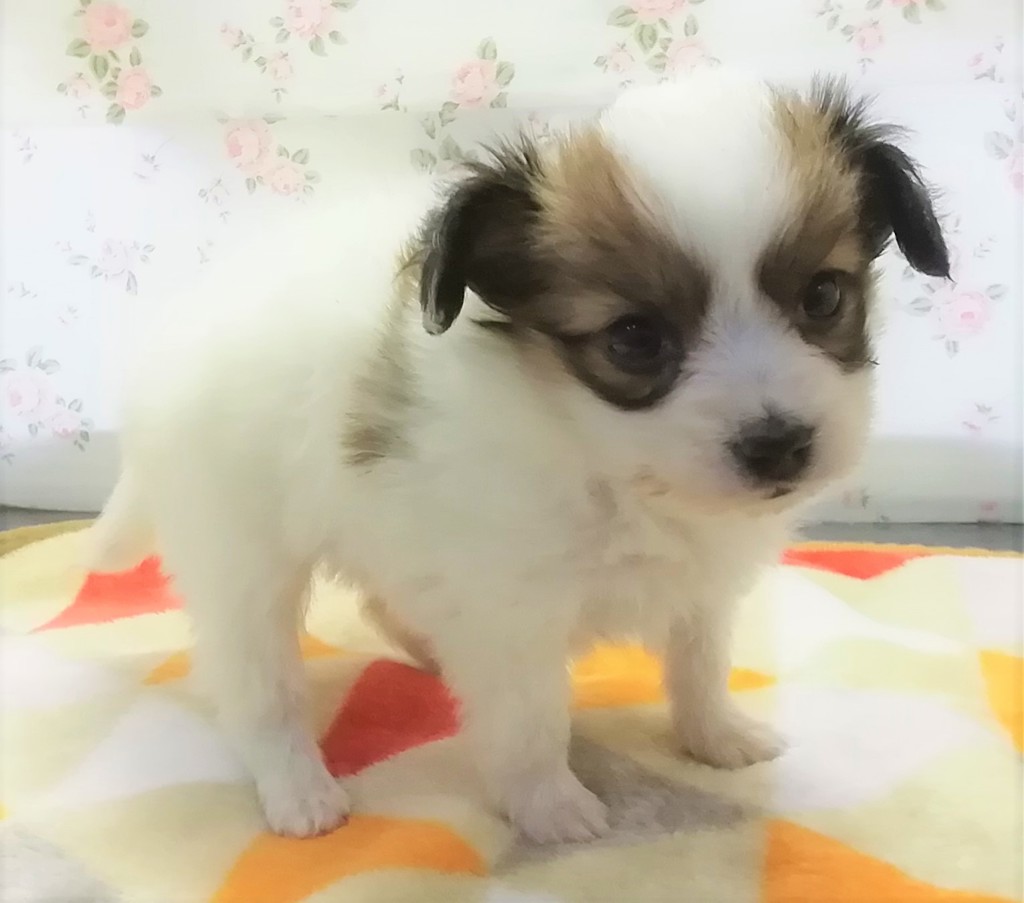 パミ