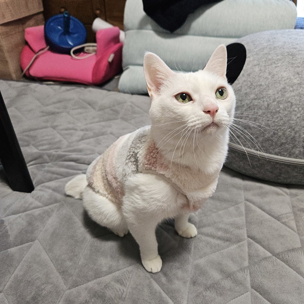 Kaoばーば