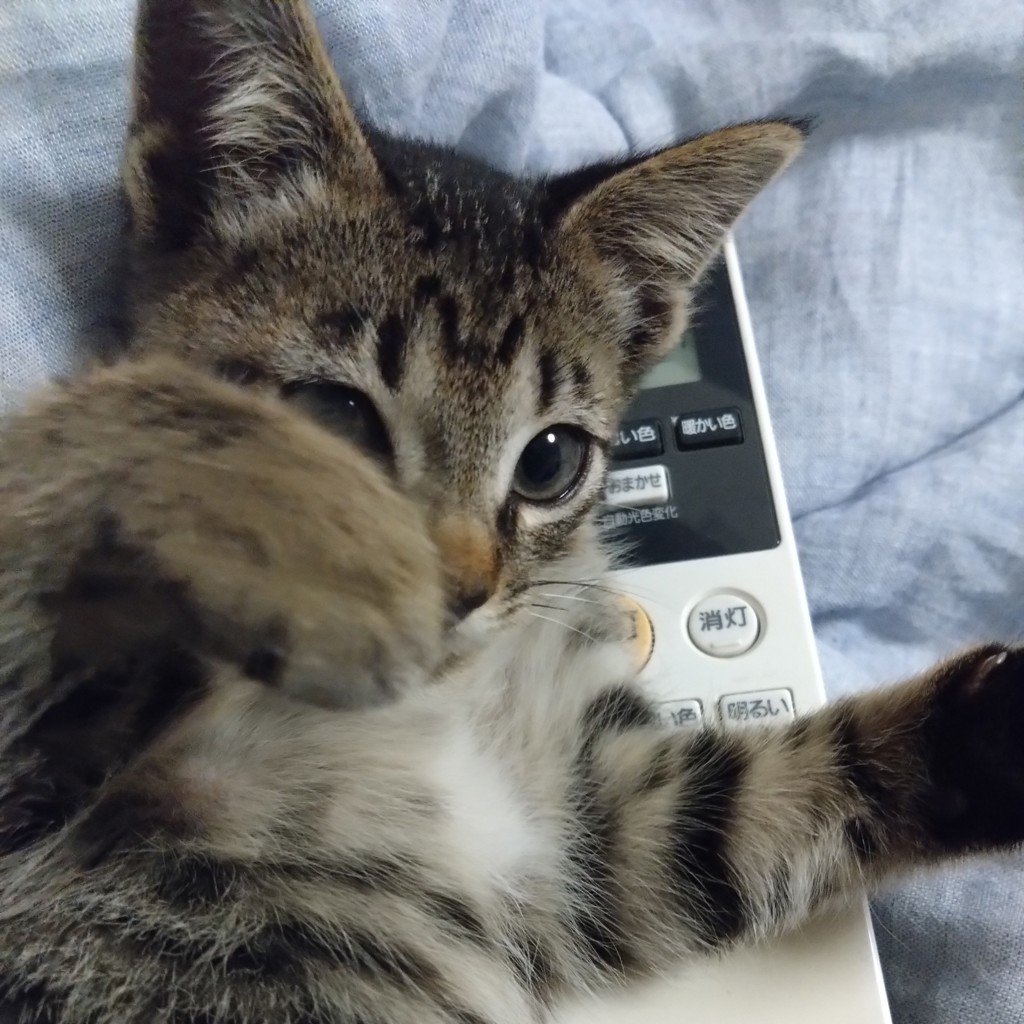 にゃんま〜ま