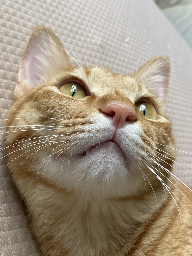 はる