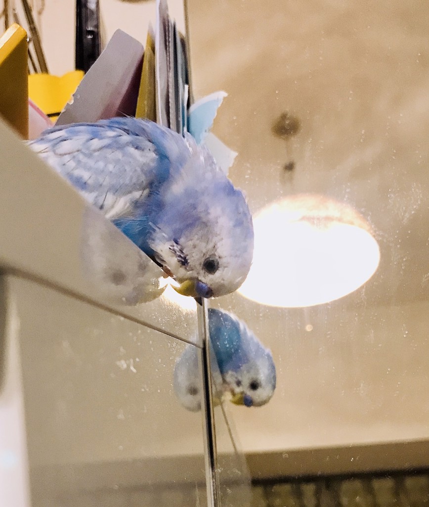 トリ