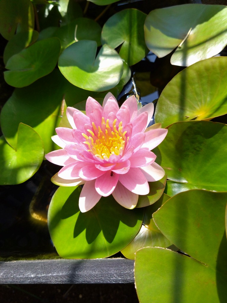 ユーザーアイコン