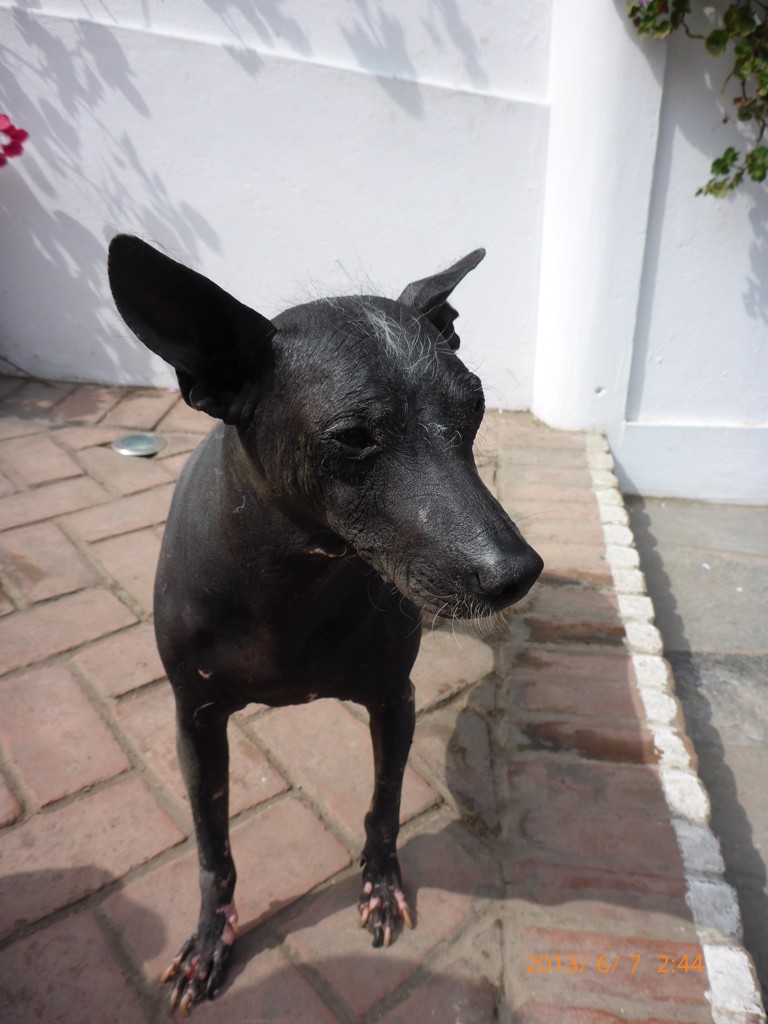 Ramses