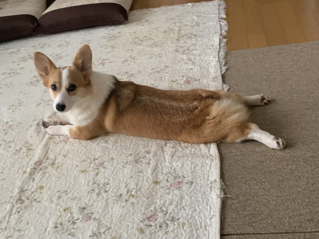 ふじこ
