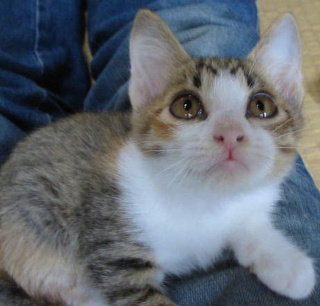 ねこずきん