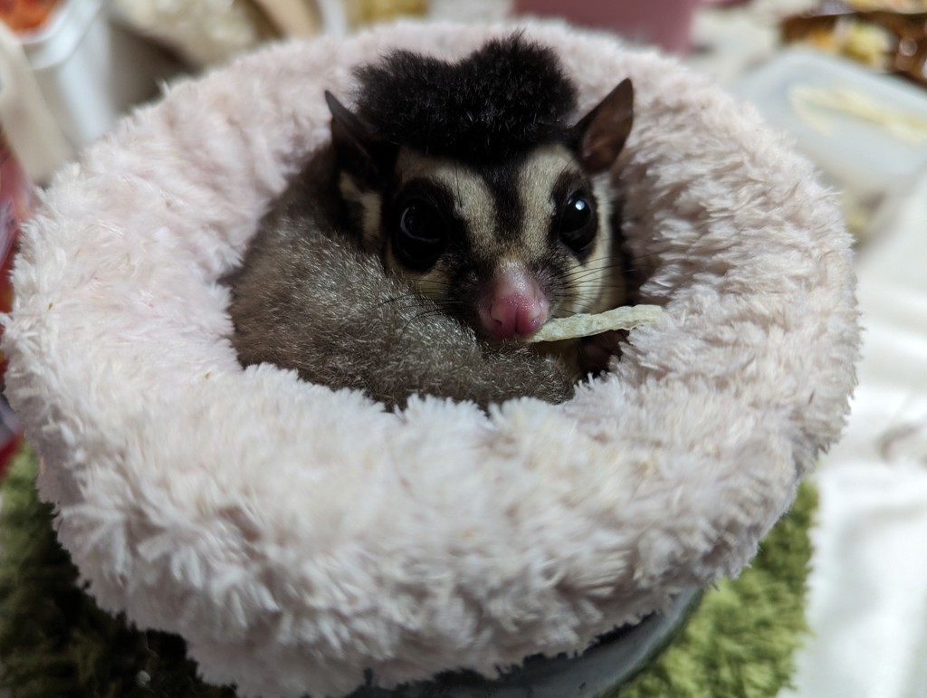 テイモン