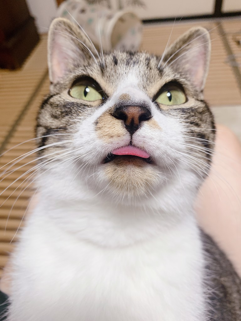 ちゃむ