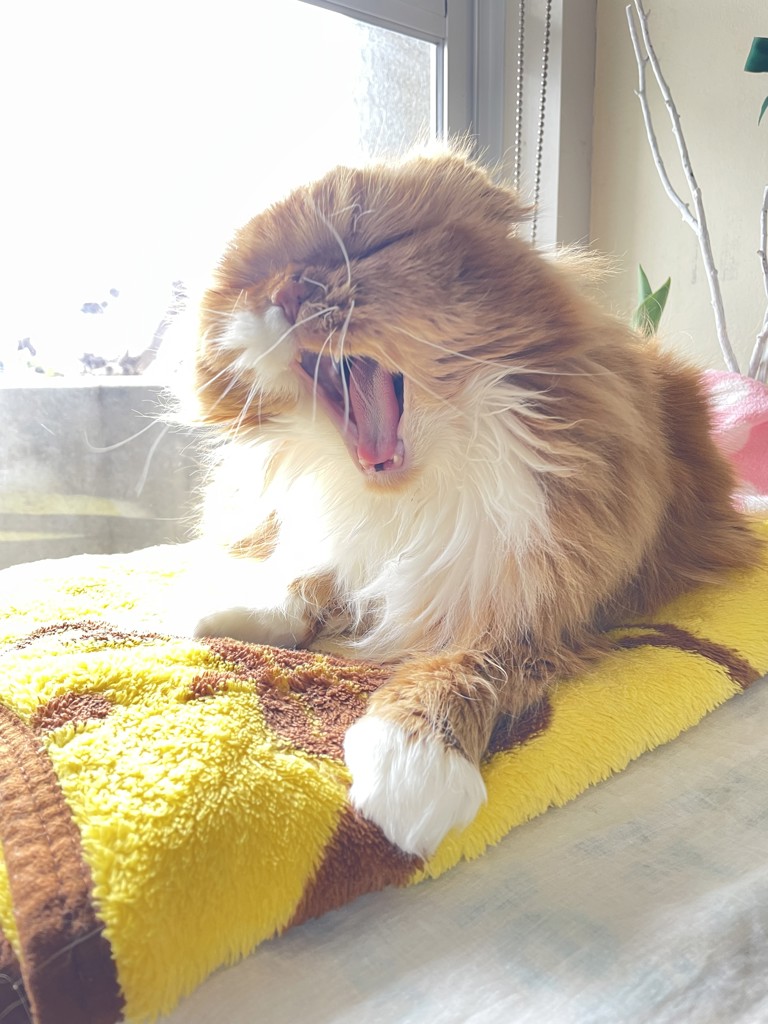ねこちょこん