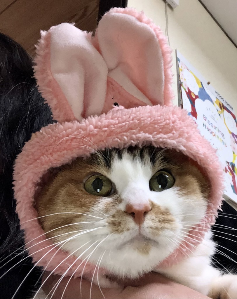 ねこまんま