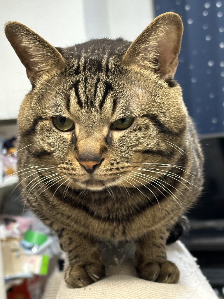 はる