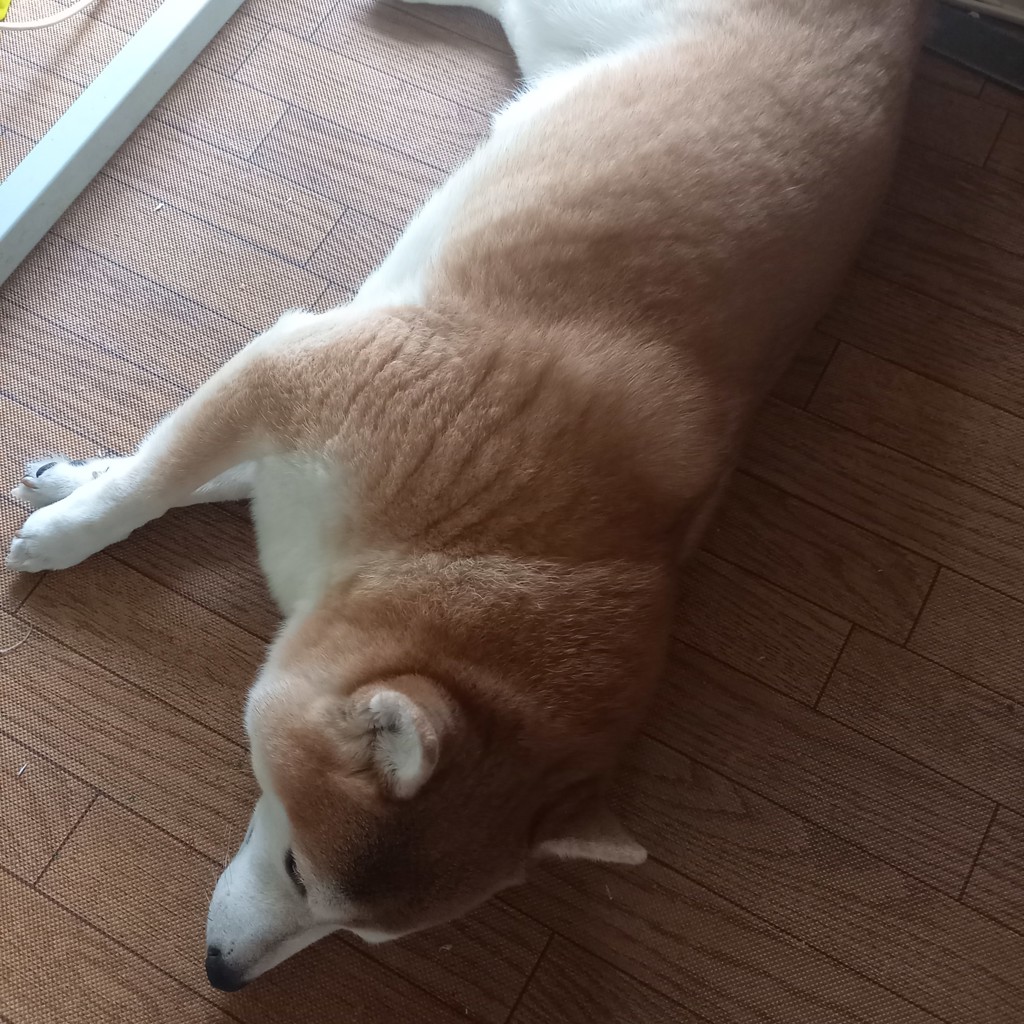 ポチの母ちゃん