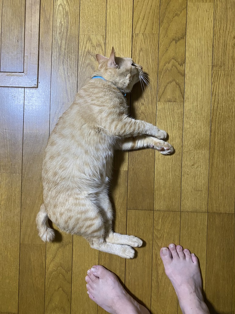 ちこ