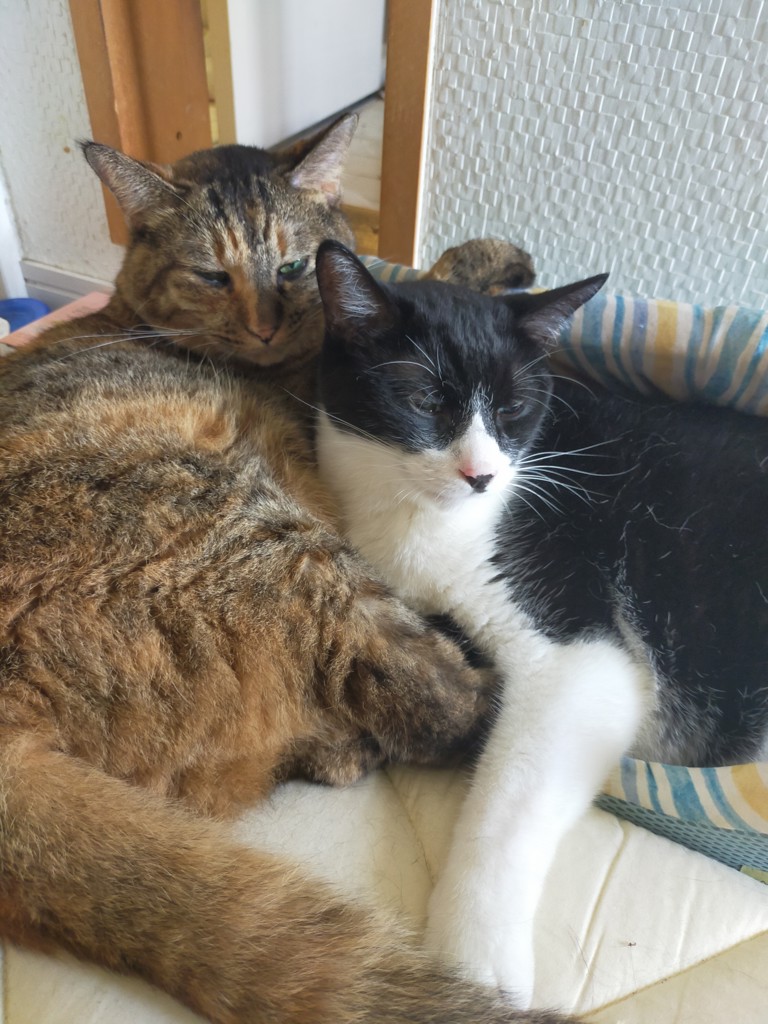 あねご
