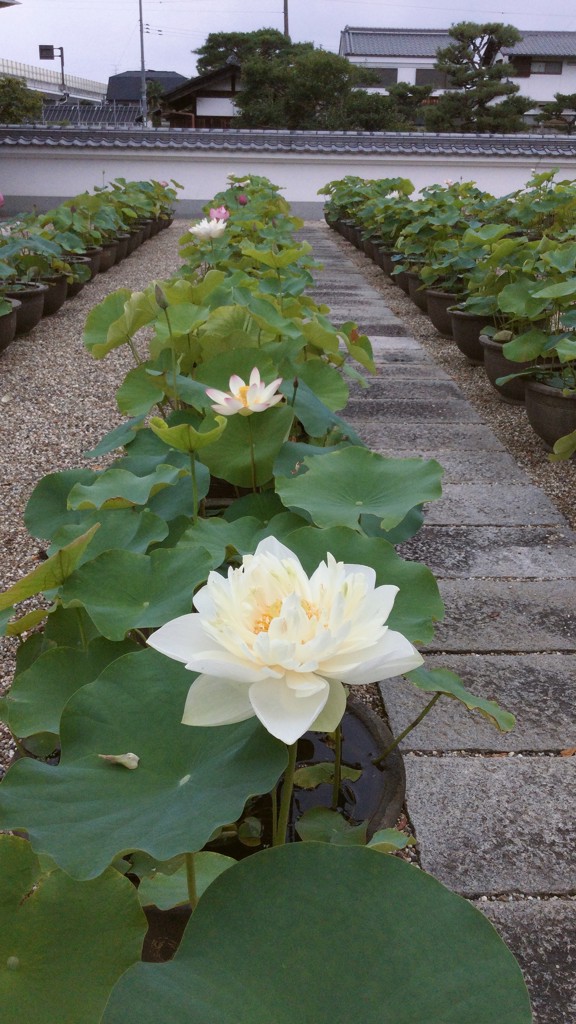 蓮華