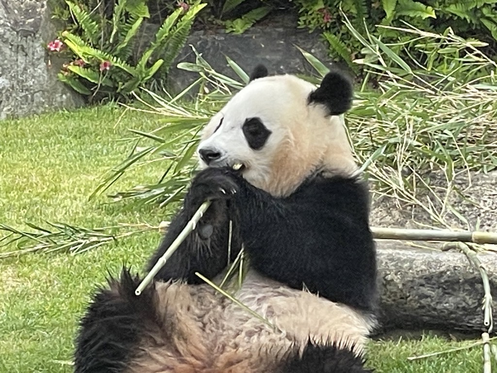楓ちゃん